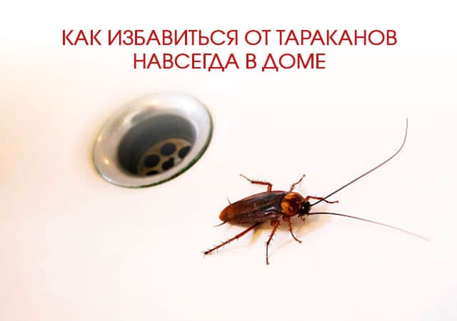 Как избавиться от тараканов в доме в Звенигороде