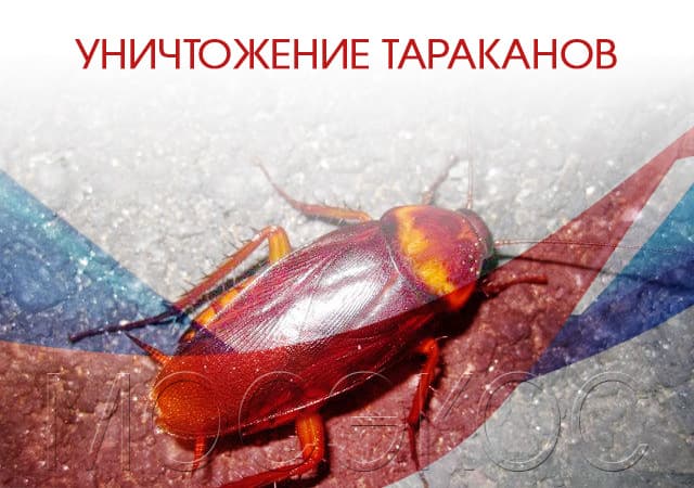 Уничтожение тараканов в Звенигороде