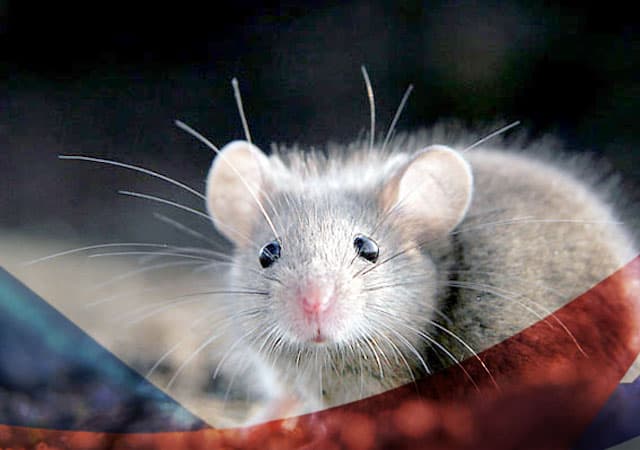 Уничтожение мышей в Звенигороде