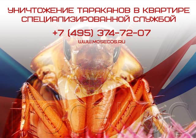 Уничтожение тараканов специализированной службой в Звенигороде